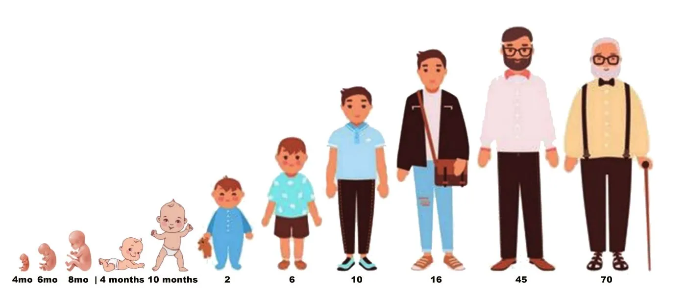 HumanLifeStages.webp