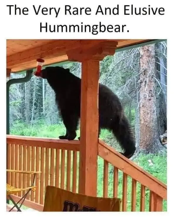 Humming Bear.webp