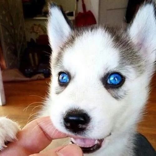 Husky-Puppy.webp