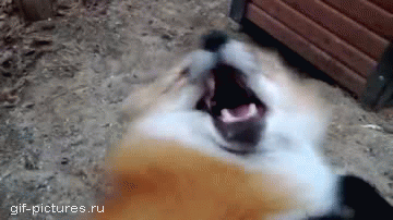 IMG_0602.GIF