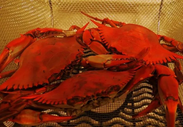 IMG_0768 (640x443) - Copy - Copy.webp