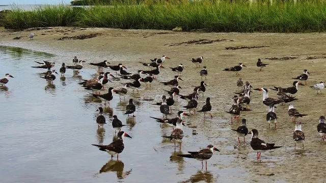 IMG_1153 (640x360) - Copy.webp