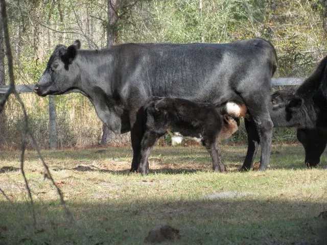 IMG_2499 (640x480) - Copy.webp