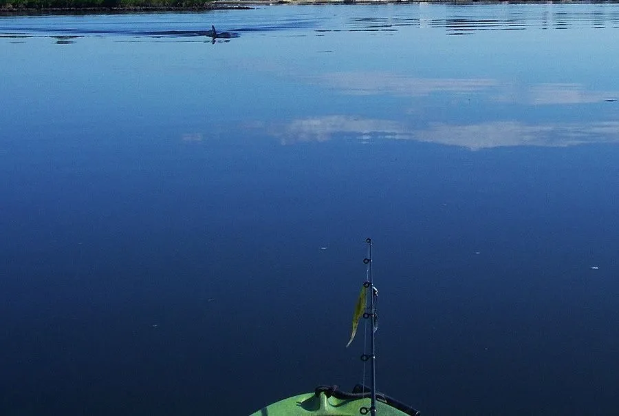 IMGP0005 (1024x998)_edited - Copy.webp