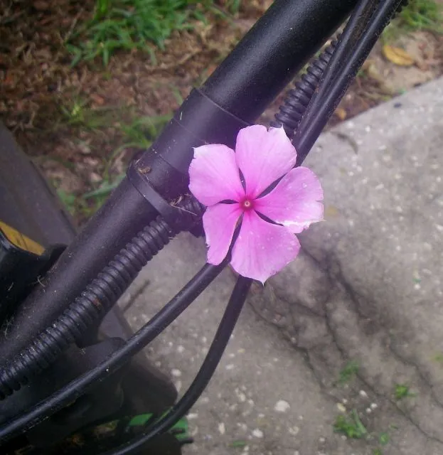 IMGP0009 (623x640) - Copy.webp