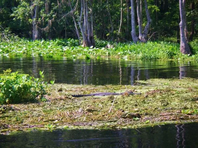 IMGP0034 (640x480) - Copy.webp