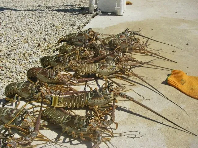 IMGP1357 (640x480) - Copy - Copy.webp