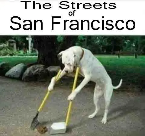 indian dog.webp