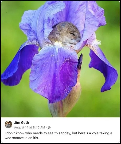 Interesting-vole-sleeping-in-iris-2.webp