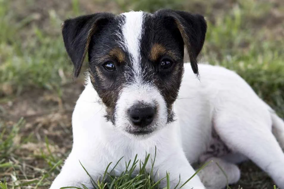 jack-russell-cost.webp