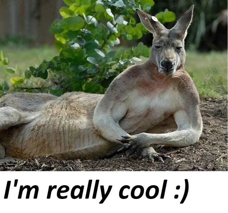 Kangaroo.webp