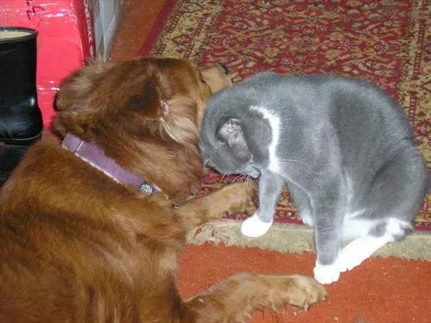 Katrina cosurvivors - Sophie Hector.webp