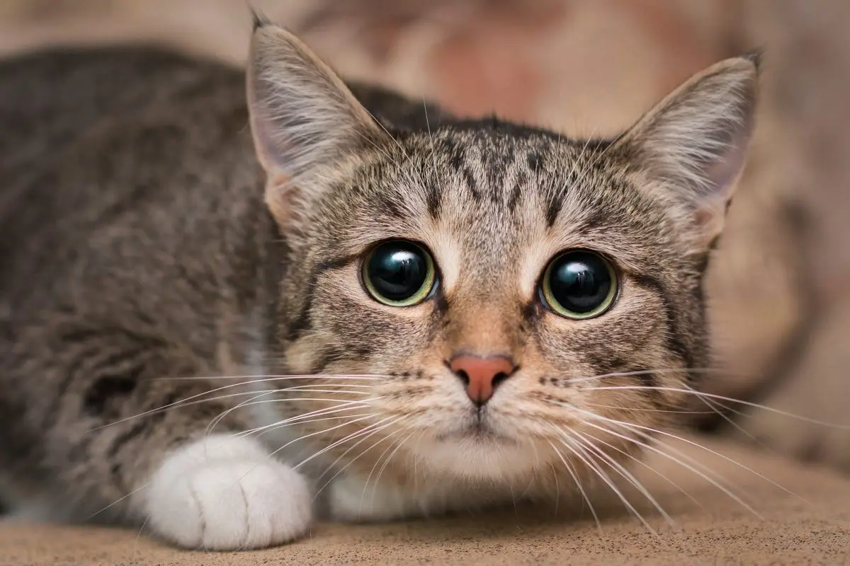 Katze-gehäutet-Graz-1200x800.webp