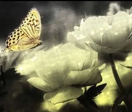 Kimmy butterfly.webp