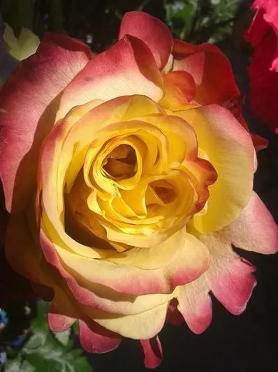 Kimmy Noreen Rose.webp