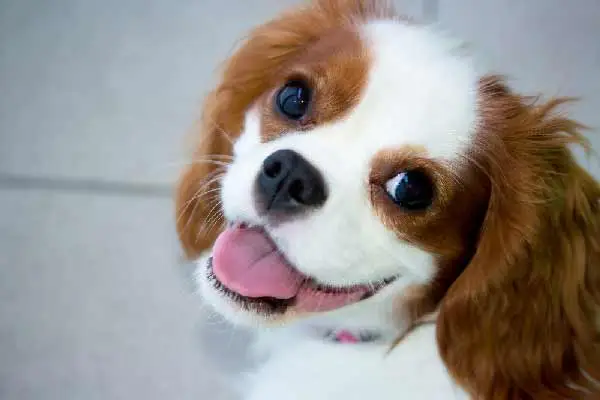 king-charles-spaniel.webp