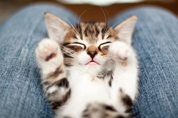 kitten.webp