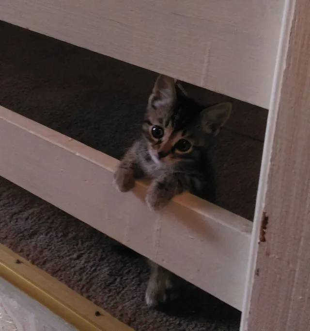 Kitty.webp