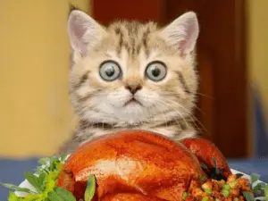 Kitty001.webp