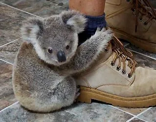 koala-for-sale (1).webp