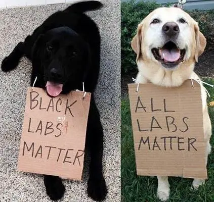labs.webp