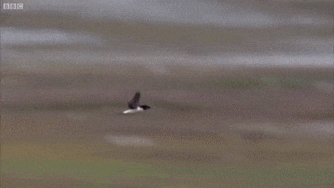 landing.gif