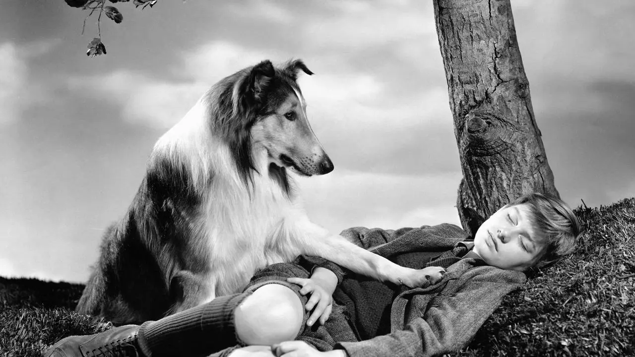 lassie.webp
