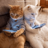 laughing-cats.gif