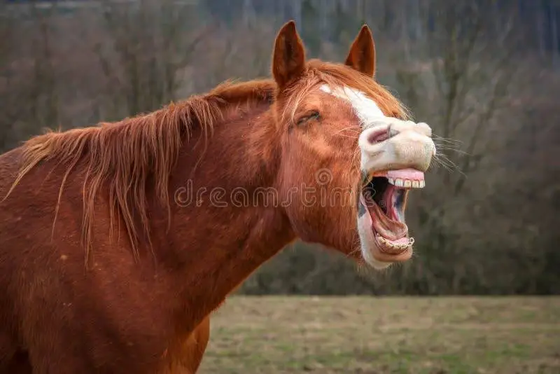 laughing-horse-field-90749487.webp