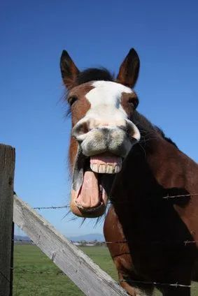 Laughing-Horse-Small.webp