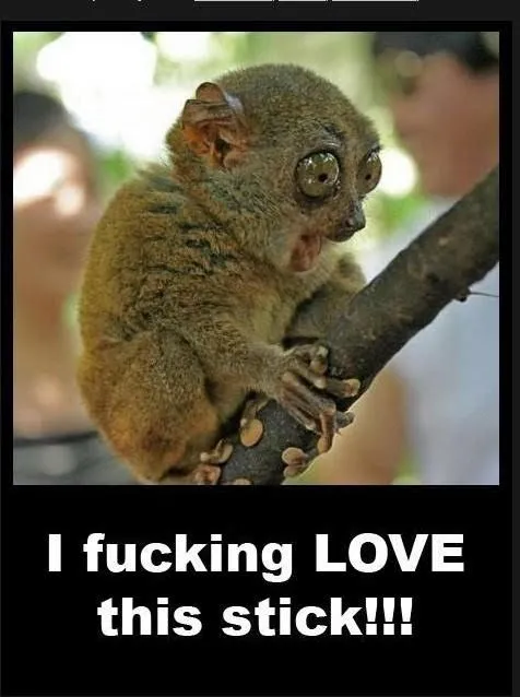 Lemur.webp