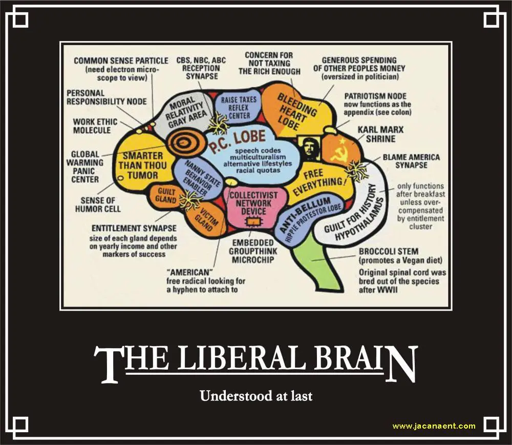 LiberalBrain.webp