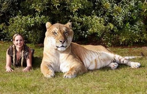 Liger.webp