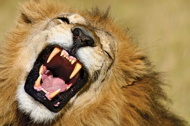 lion-African-canine-teeth.webp