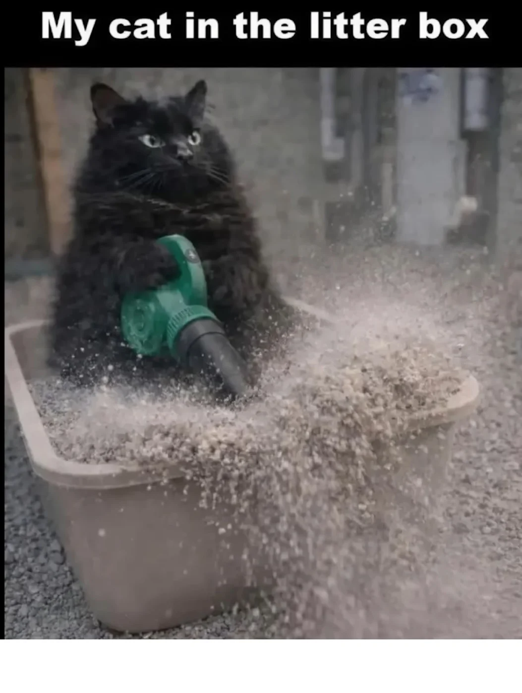 Litter box.webp