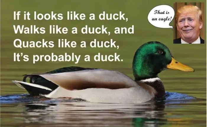 loklikeaduck.webp