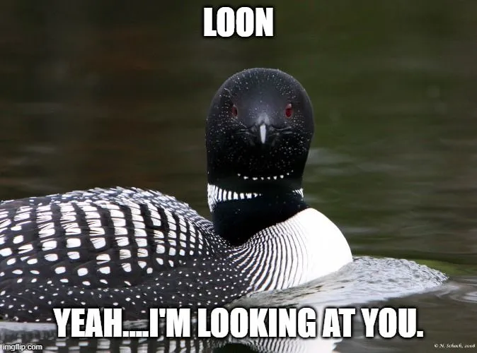 loon.webp