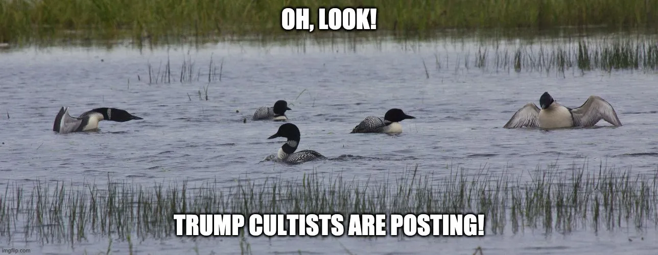 loons trump cultists.webp