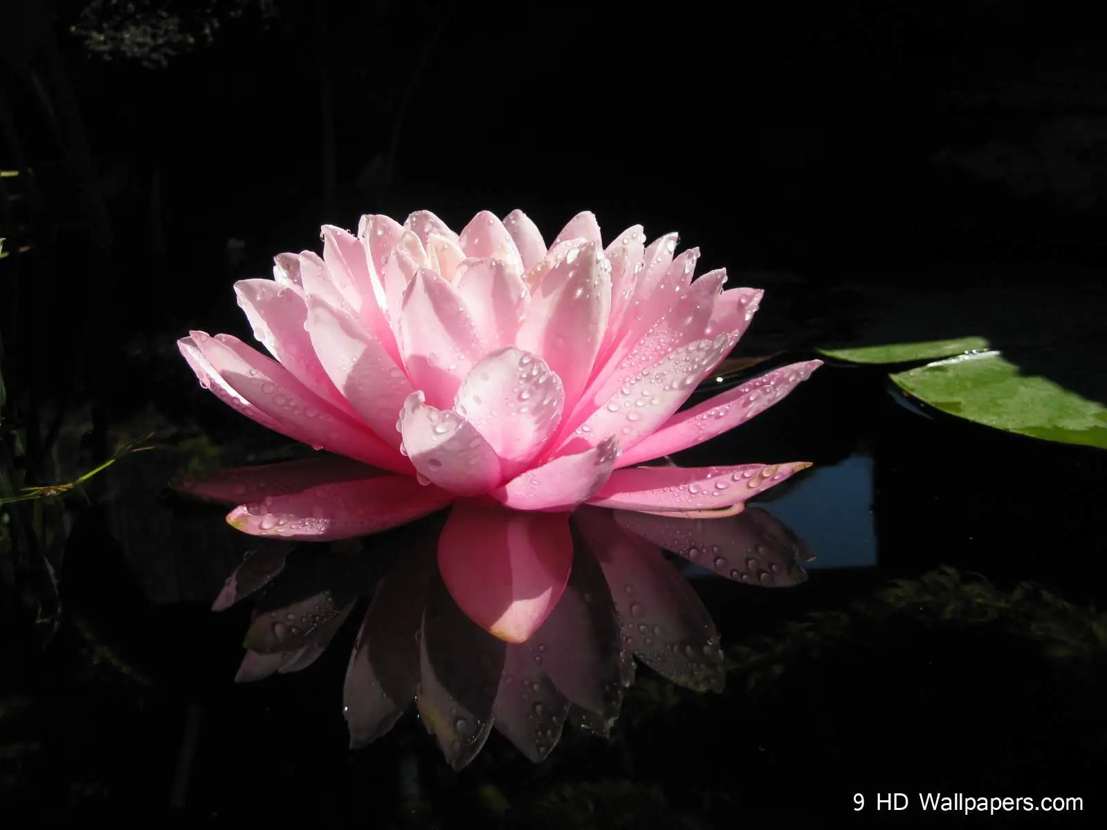 Lotus-Flower-desktop-wallpaper.webp
