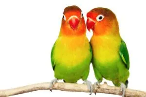 LoveBirds2-300x200-1.webp