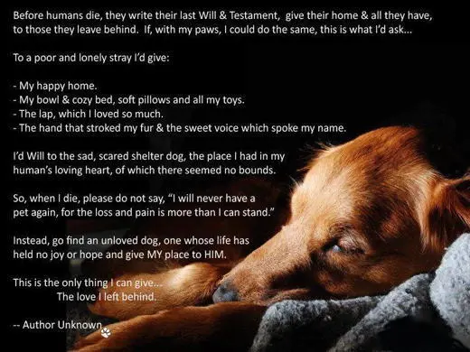 LoveTheDog.webp