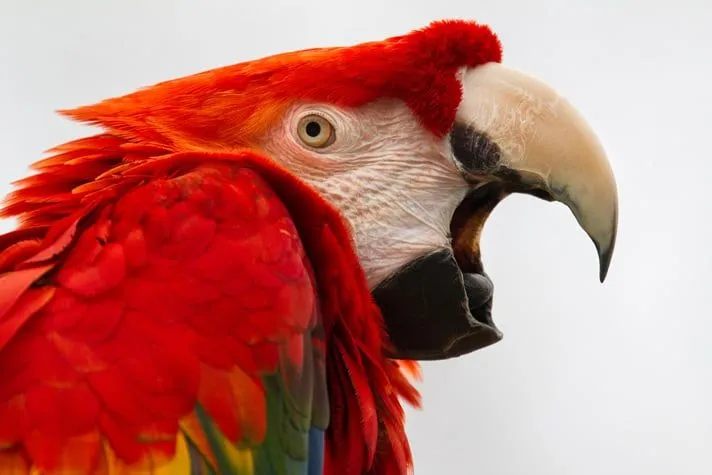 macaw-parrot-yell-TS-515864652-1.webp