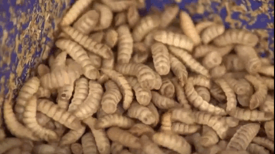 maggots.gif