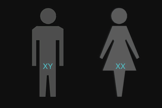 malefemalcromosomes.gif