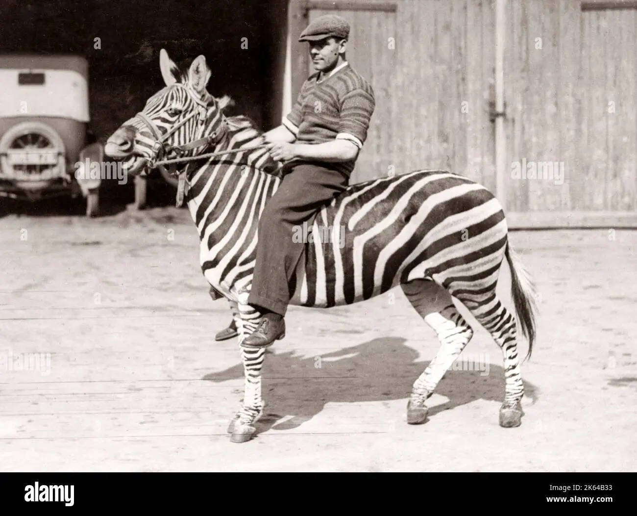 man-riding-a-zebra-bostocks-royal-italian-circus-swindon-1930s-2K64B33.webp
