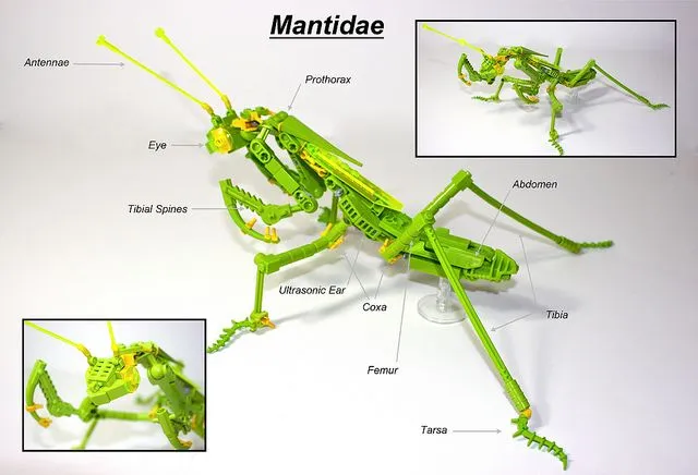 mantidae.webp