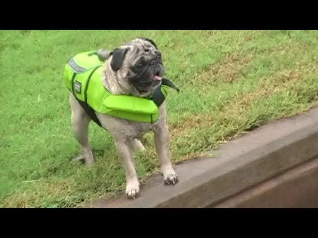 masonlifejacket.webp