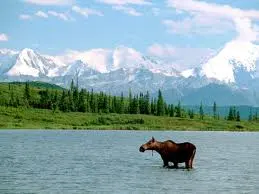 mckinley moose.webp