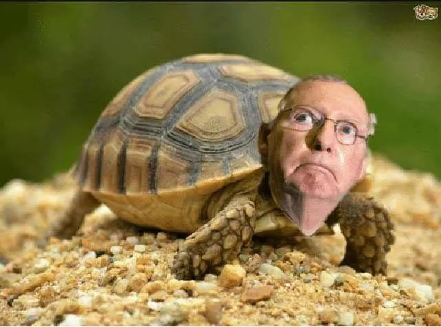 Mcturtle.jpg
