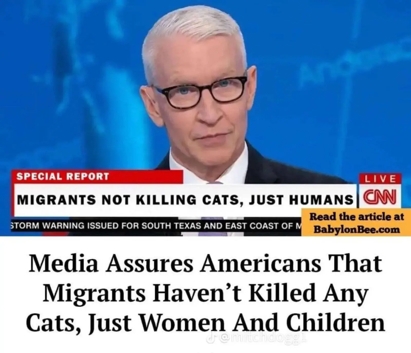 media assures about cats.webp